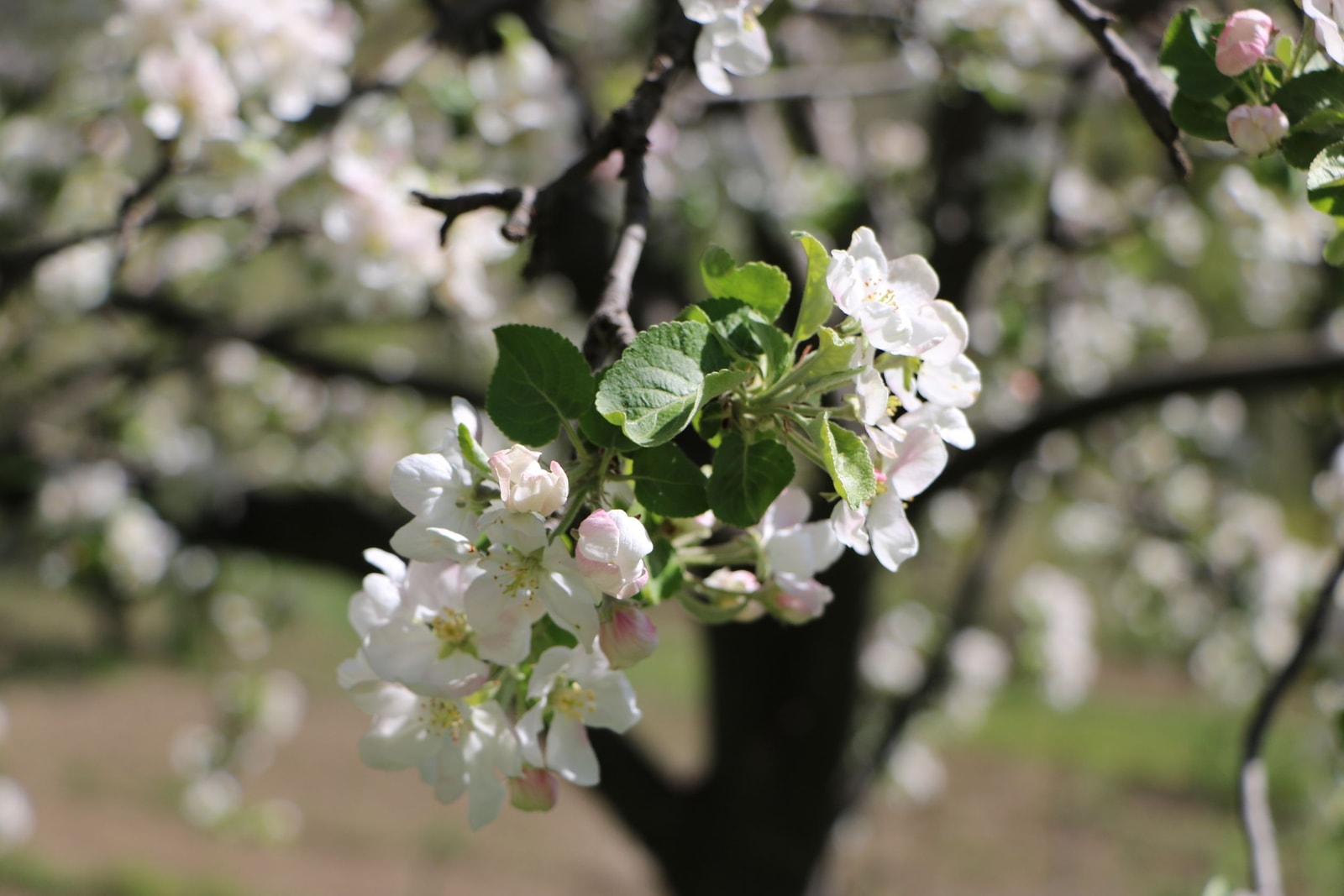 White apple blossoms in full bloom in spring