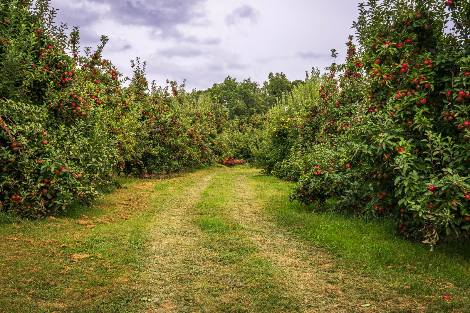 Apple orchard with rows of trees and ripening red apples, one of the species most susceptible to fire blight