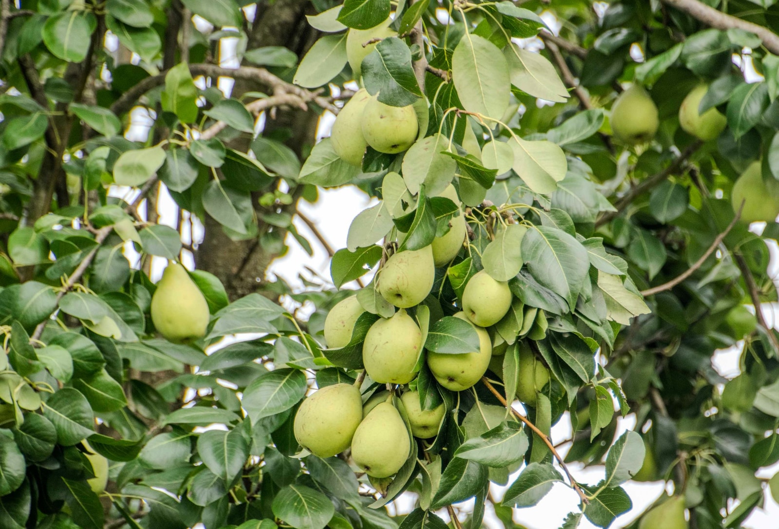 Pear tree with ripe green pears among the leaves