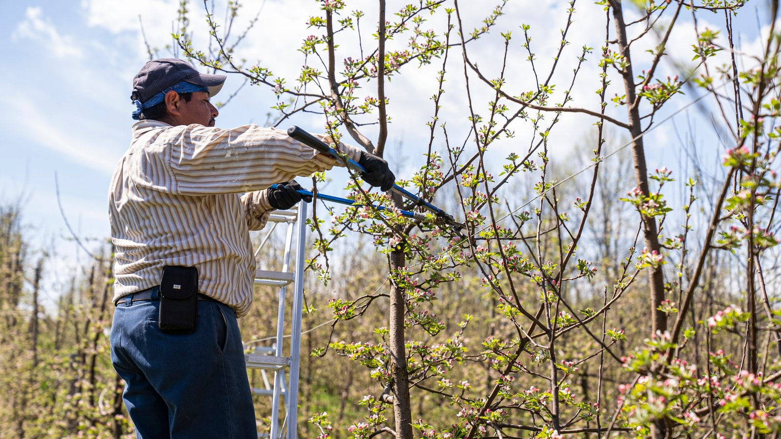 Gardener pruning a tree branch with hand shears in an orchard