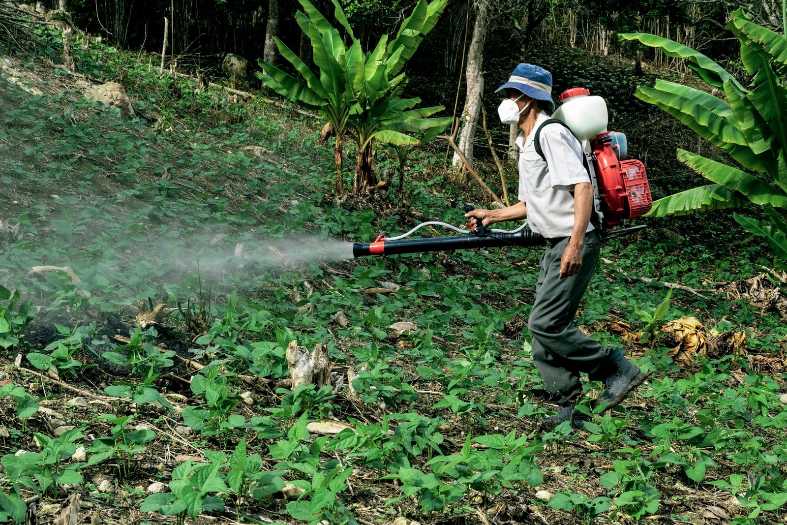 Using a backpack sprayer among orchard trees