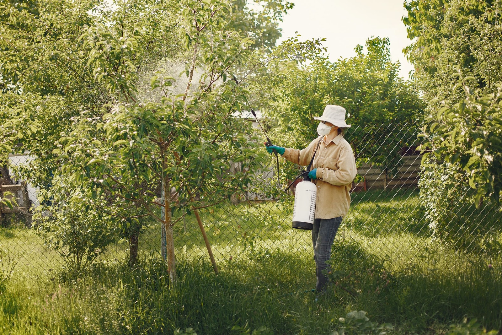 Spraying a fruit tree in an orchard