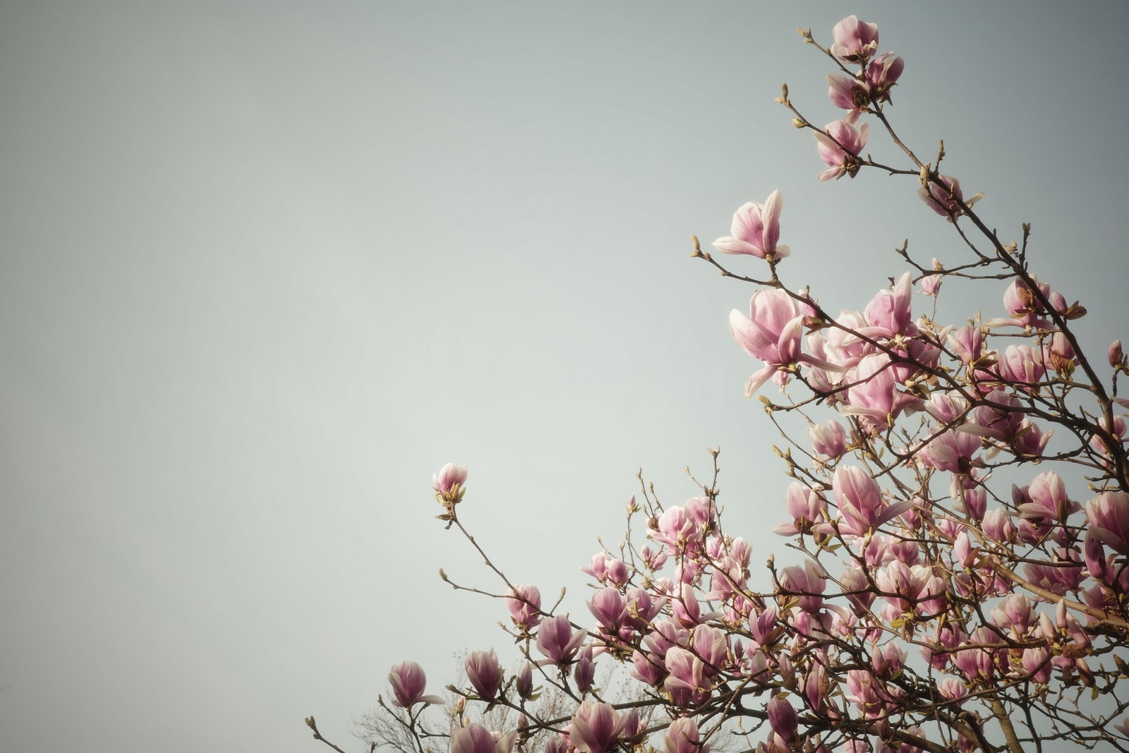 Close-up of pink magnolia flowers in full bloom on a clear spring day