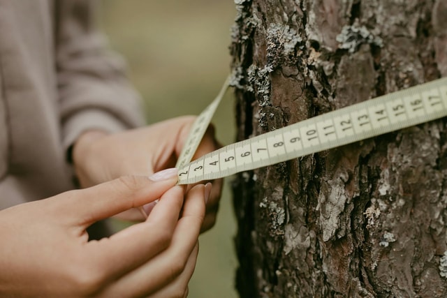 How fast trees grow