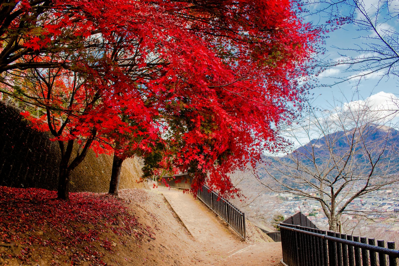 Red maple trees in full red and orange autumn color along a path
