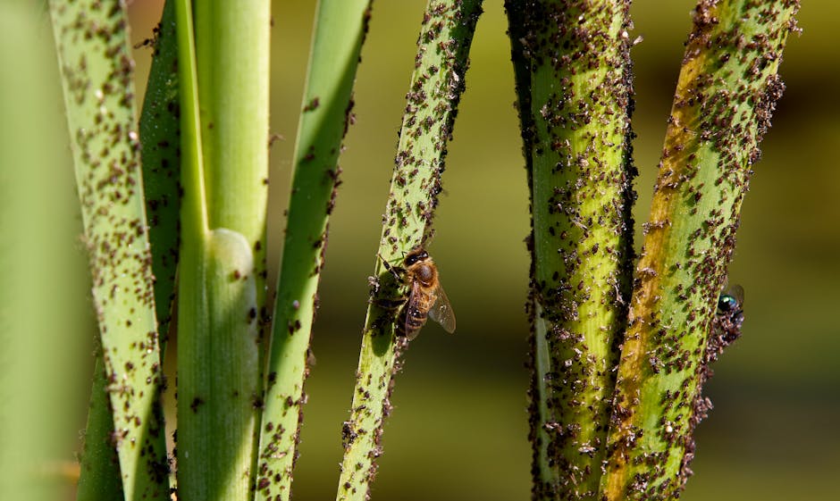 Close-up of green aphids clustered on a plant stem showing the small pear-shaped insects feeding on sap
