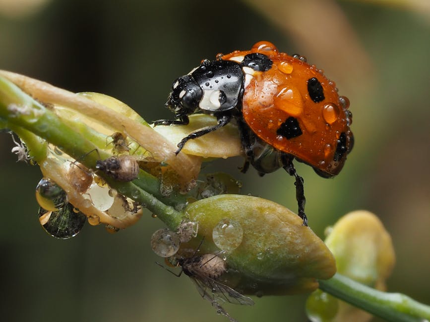 Ladybug feeding on aphids on a green leaf, showing natural biological pest control in action