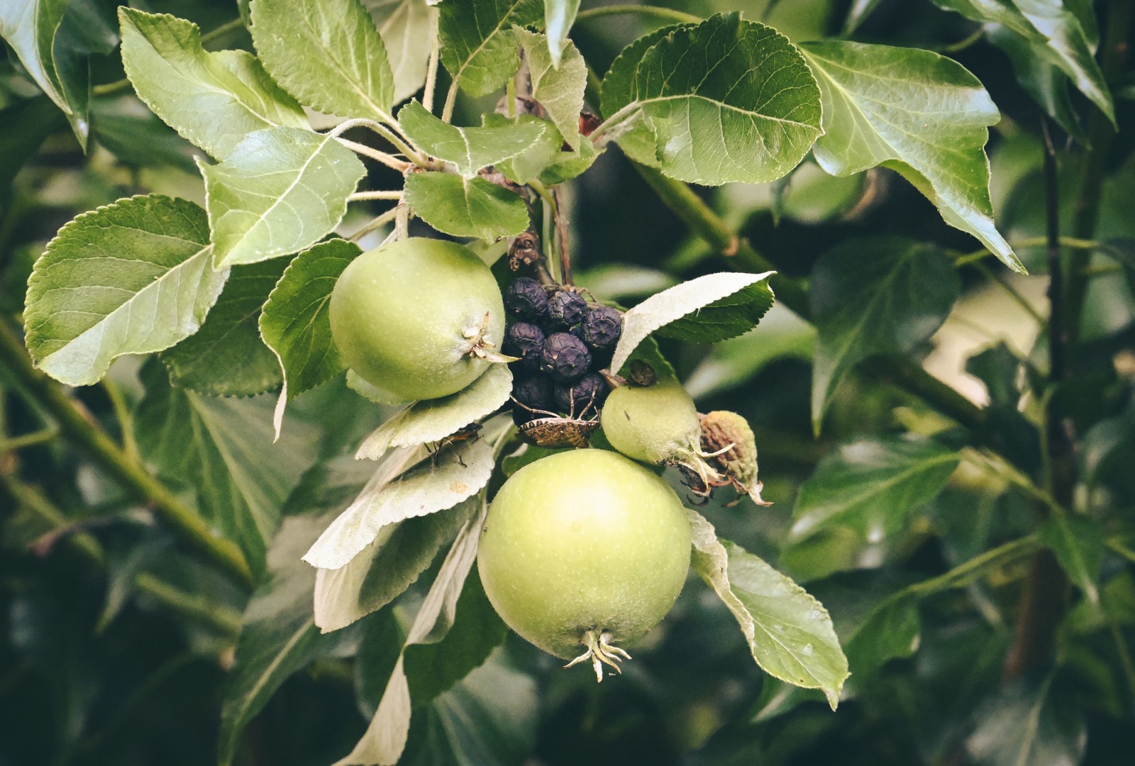A leafy, healthy tree in a green backyard