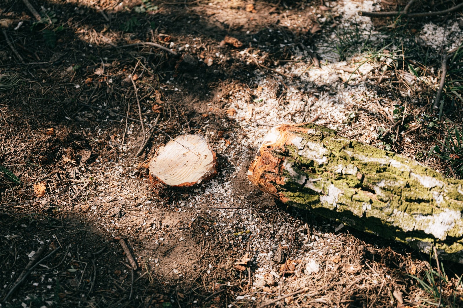 A mulch ring spread around the base of a tree trunk