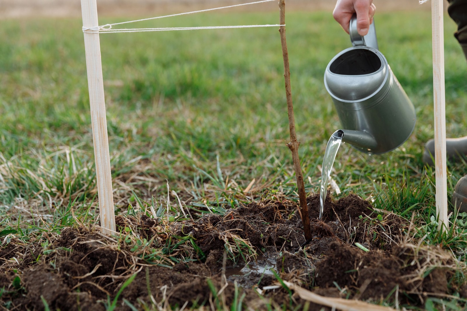 Person watering a young tree in a garden with a hose