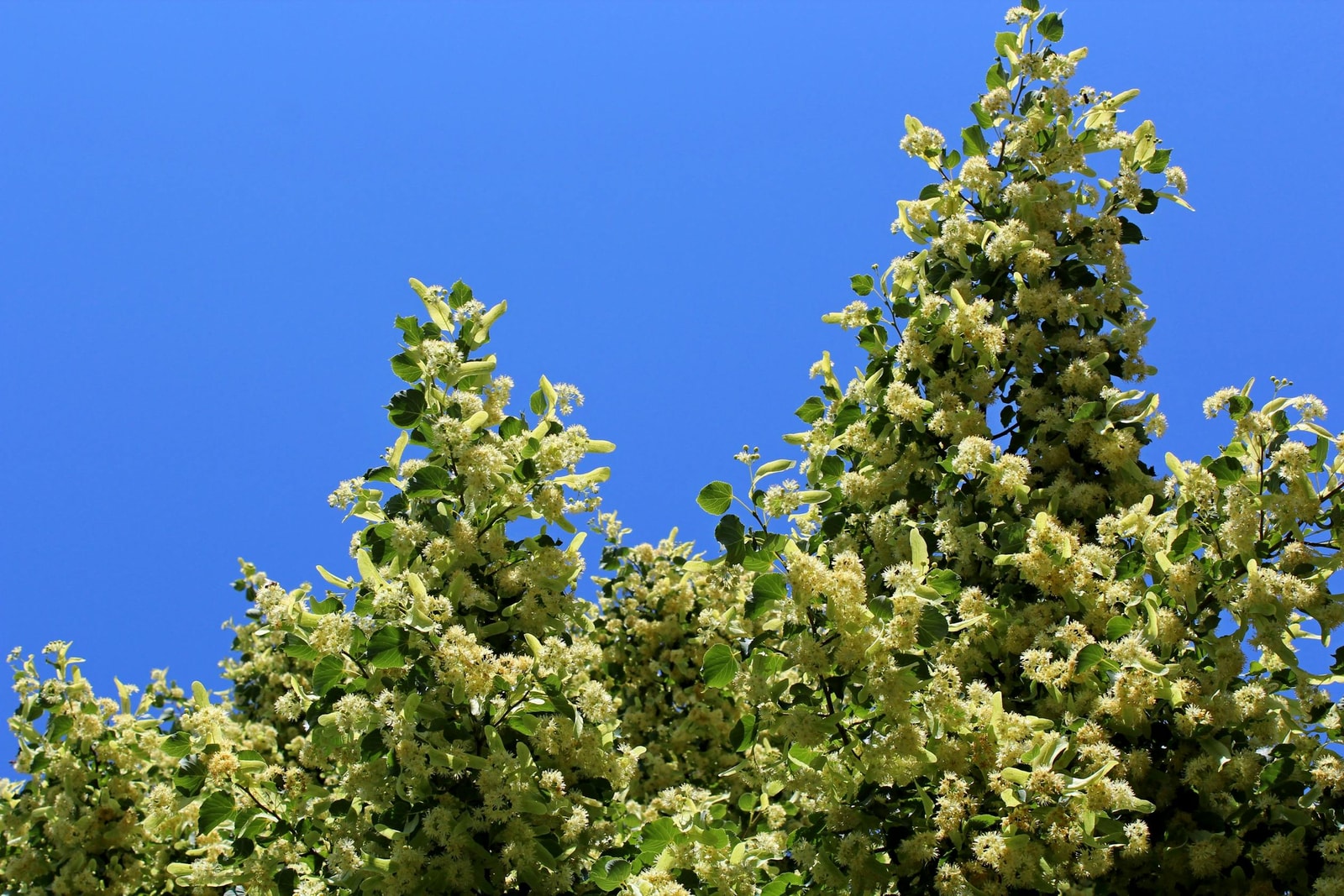 Linden tree in full summer bloom against blue sky