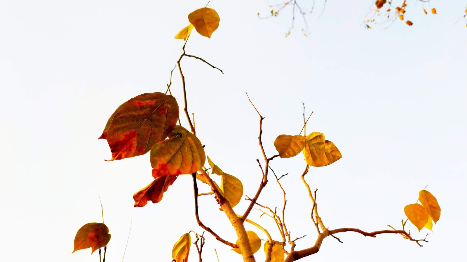 A branch with browning, drying leaves against a pale sky