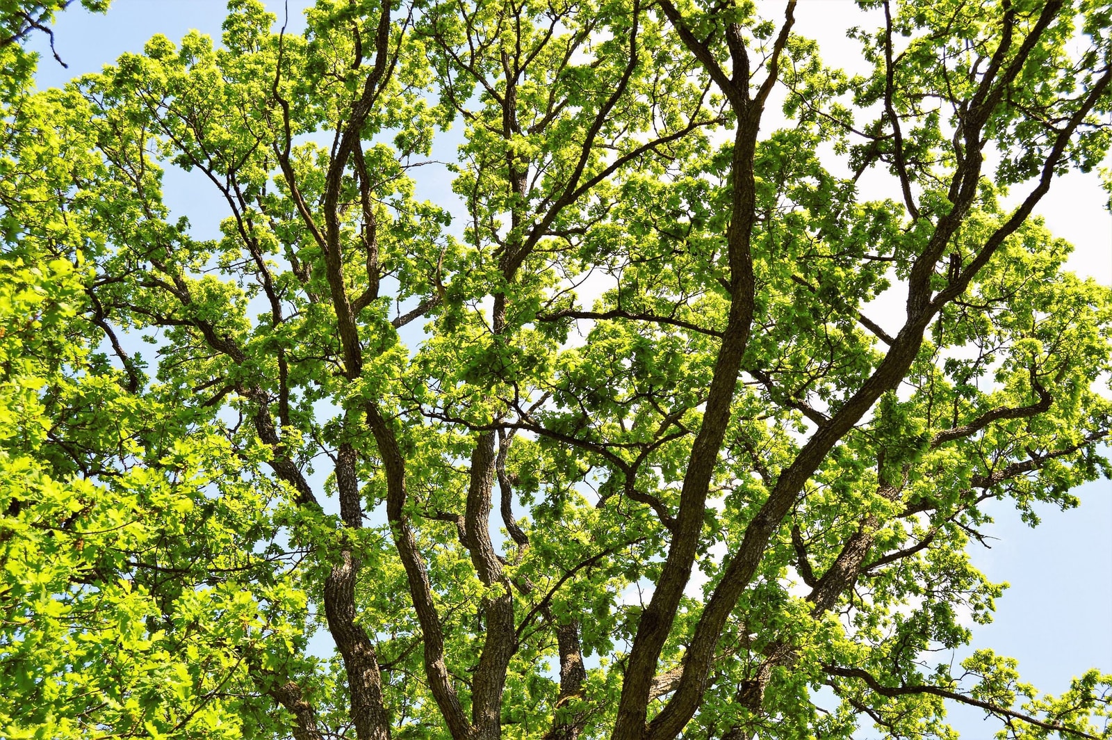 The dense green canopy of a mature oak in summer