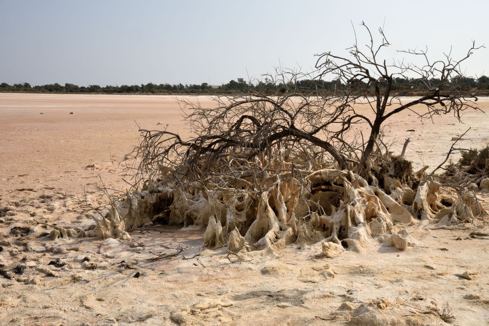 A tree in a dry, sun-baked summer landscape