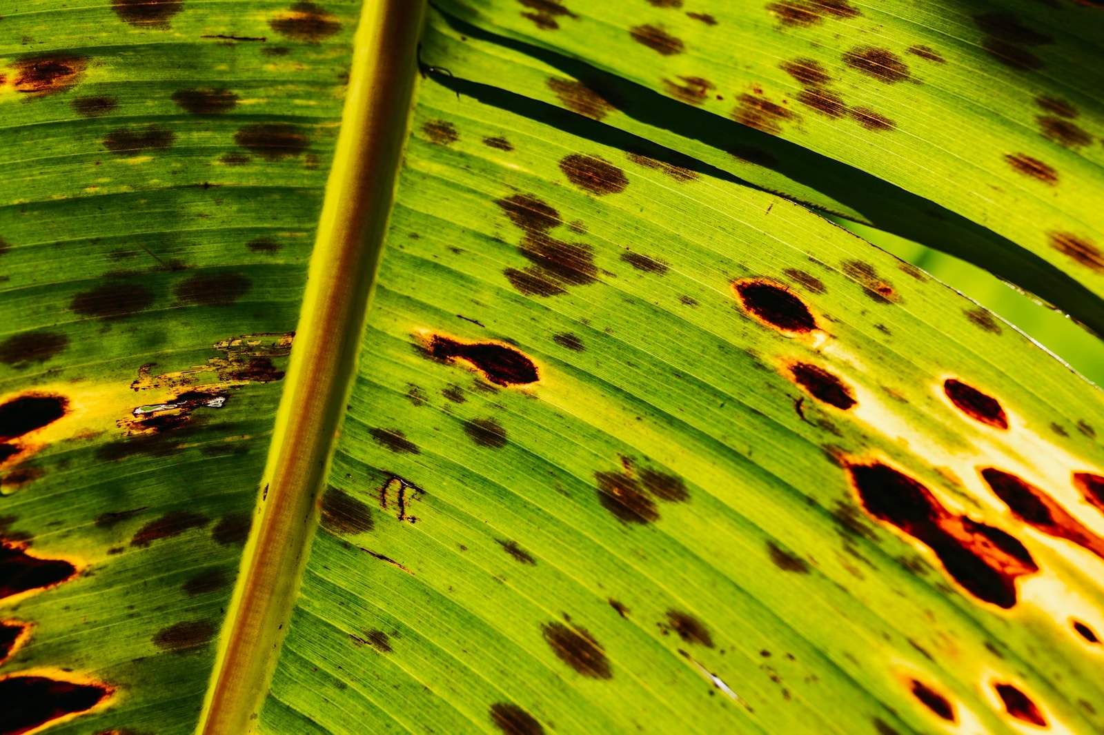 Green leaf showing brown disease spots and discoloration from fungal infection