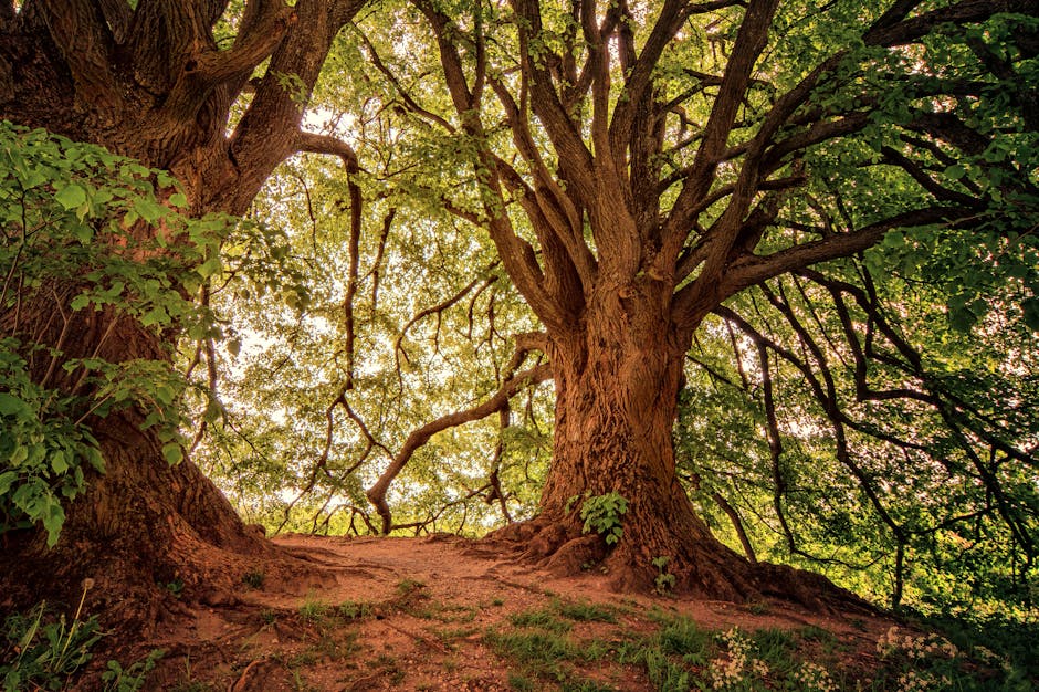 Healthy oak trees with sprawling branches and dense green canopy in sunlight