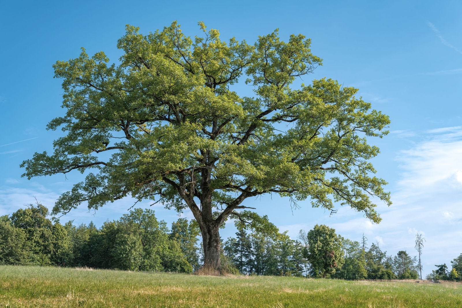 Mature oak tree with a broad, symmetrical canopy standing alone in an open meadow