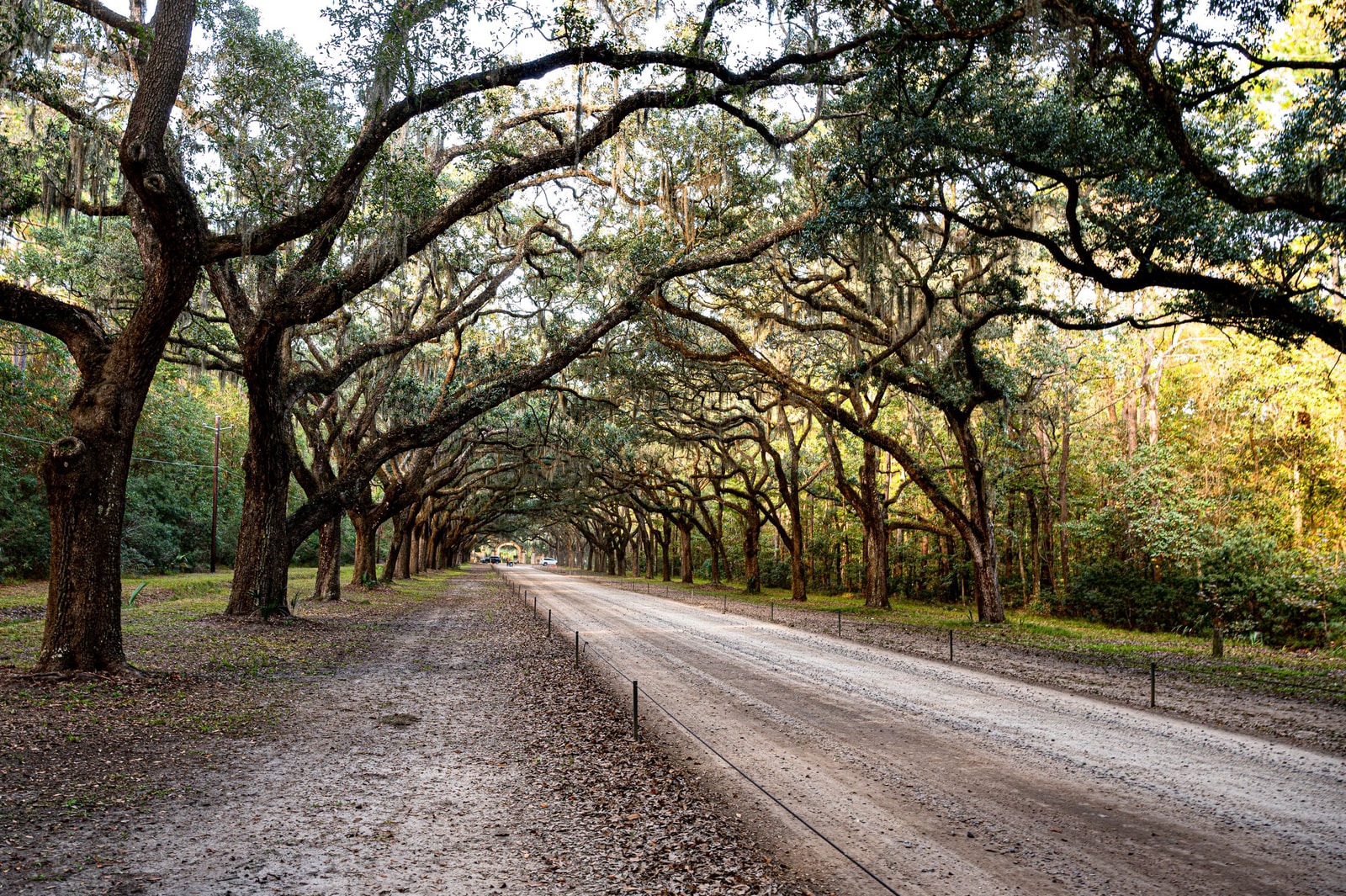 Row of mature oak trees planted close together along a roadway, their canopies overlapping