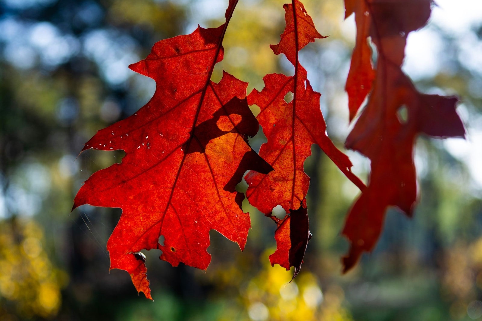 Close-up of red oak leaves showing pointed, bristle-tipped lobes