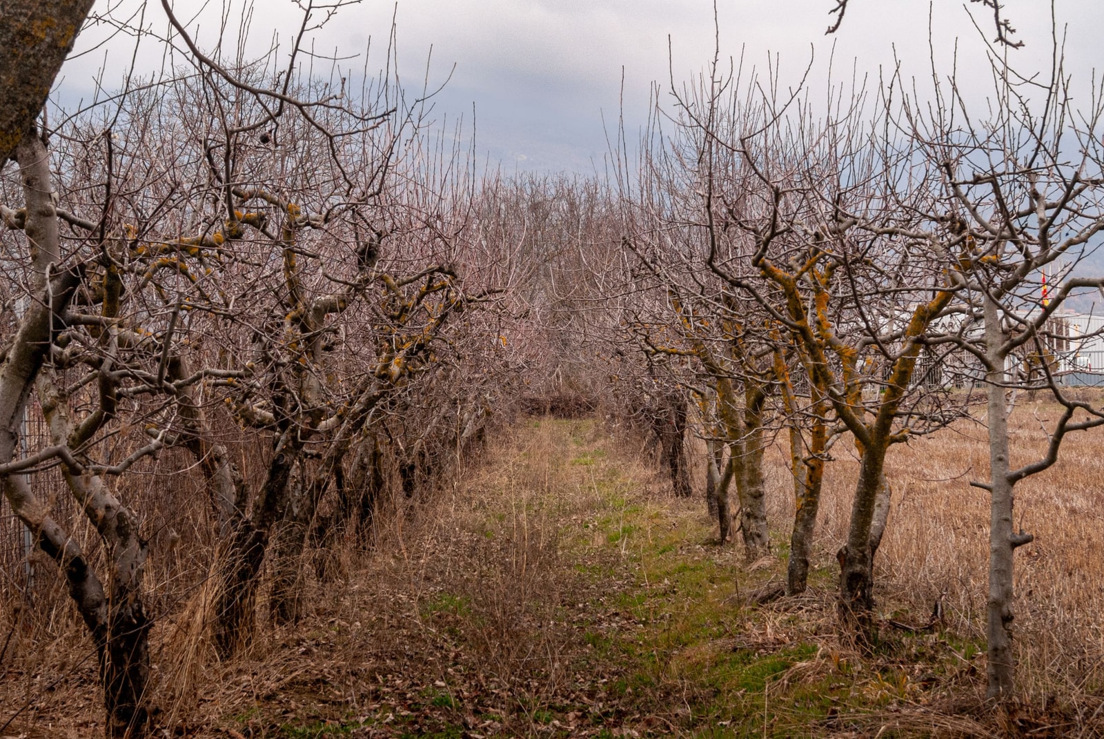 Rows of bare orchard trees during winter dormancy