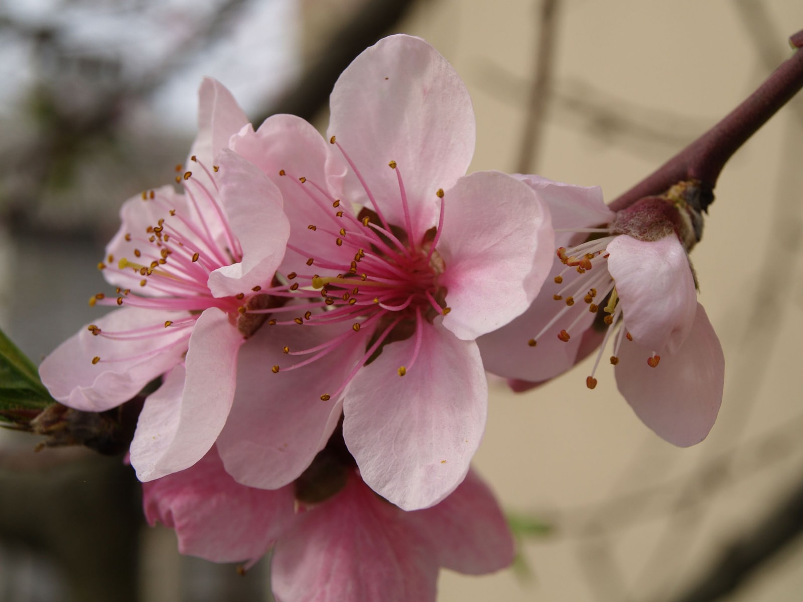 Pink peach blossoms opening on a branch in early spring