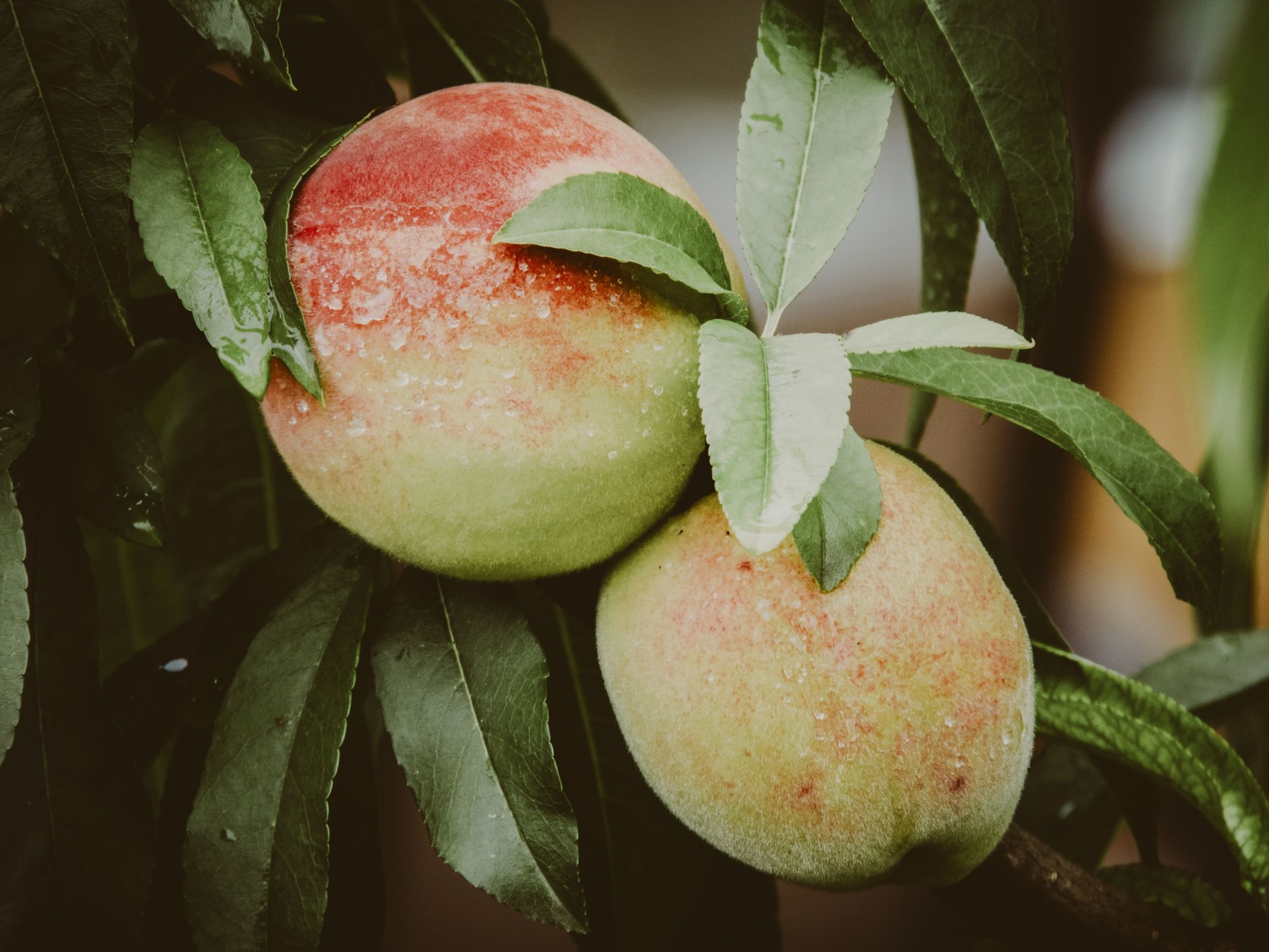 Peach with fuzzy skin surrounded by healthy green peach leaves on the branch