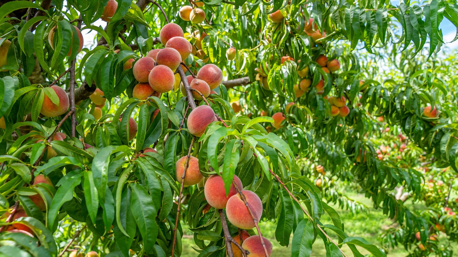 Peach tree branches loaded with ripening fruit and long green leaves