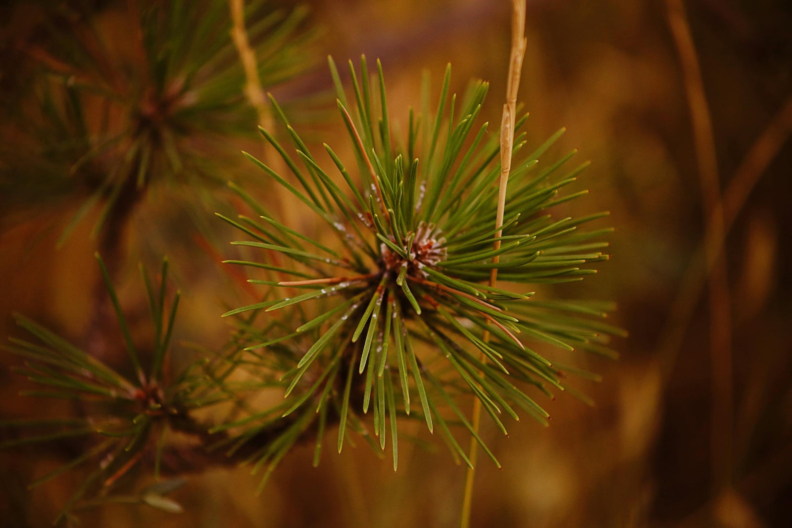 Close-up of green pine needles on a lodgepole pine branch