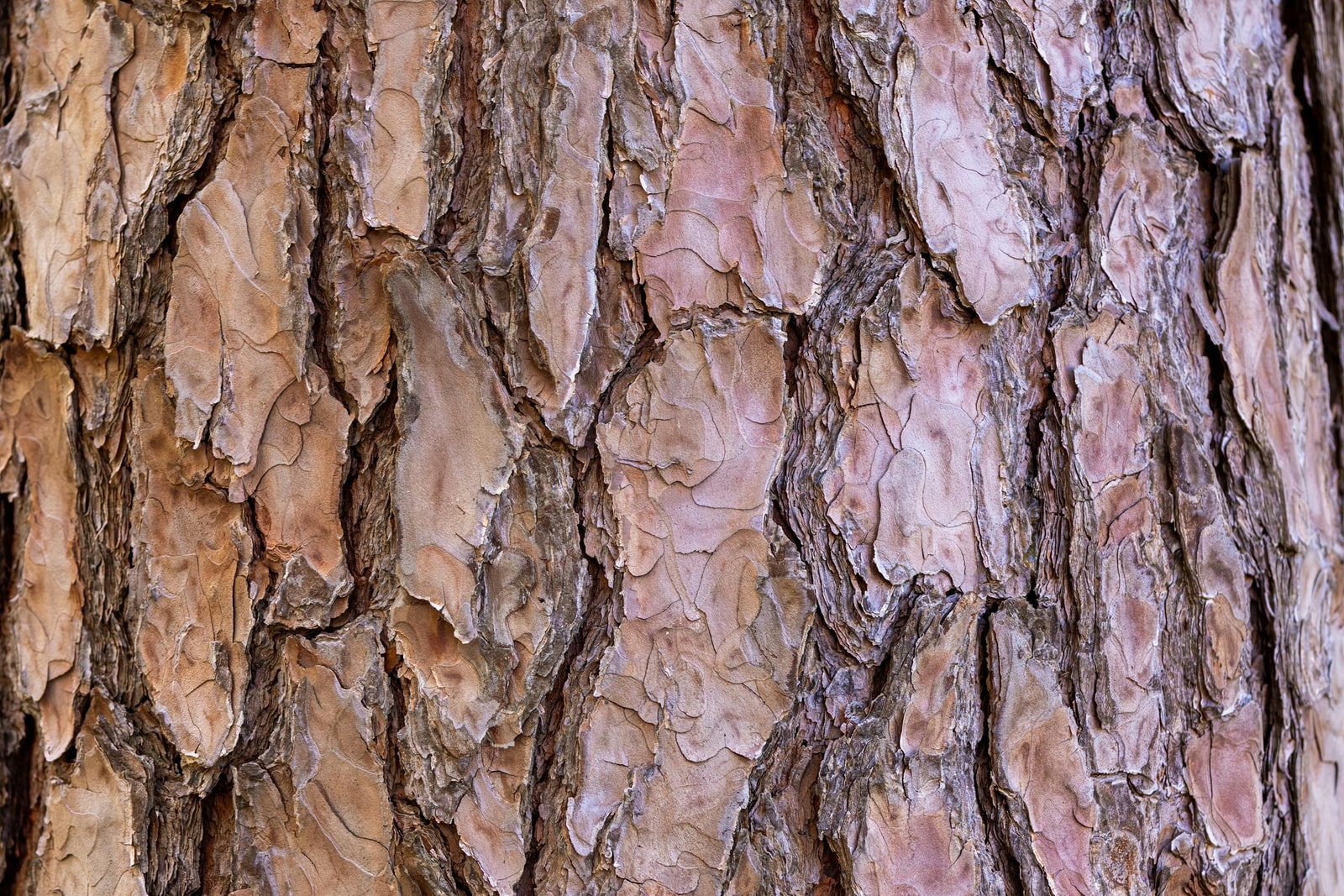 Detailed close-up of rough pine tree bark showing natural patterns and texture