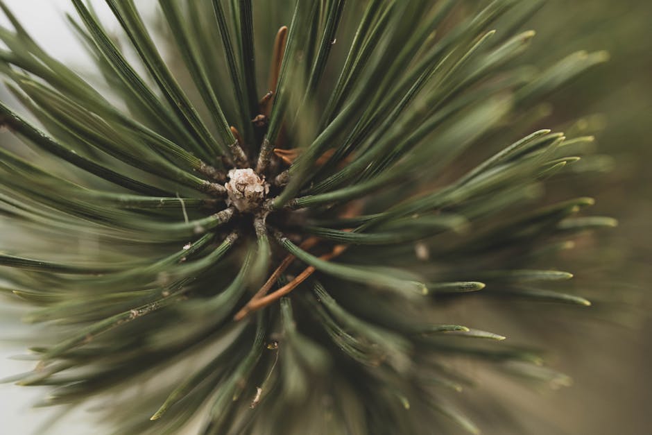 Close-up of healthy pine needles showing green color and natural texture