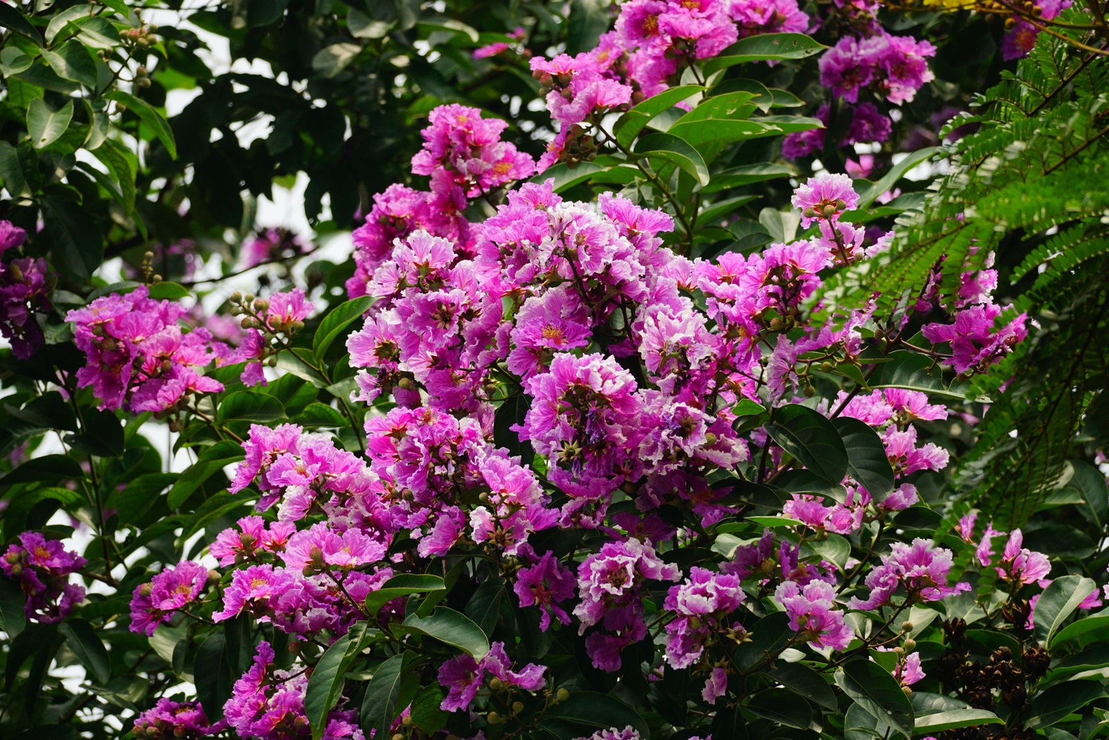 Cluster of vibrant pink crape myrtle flowers in full bloom