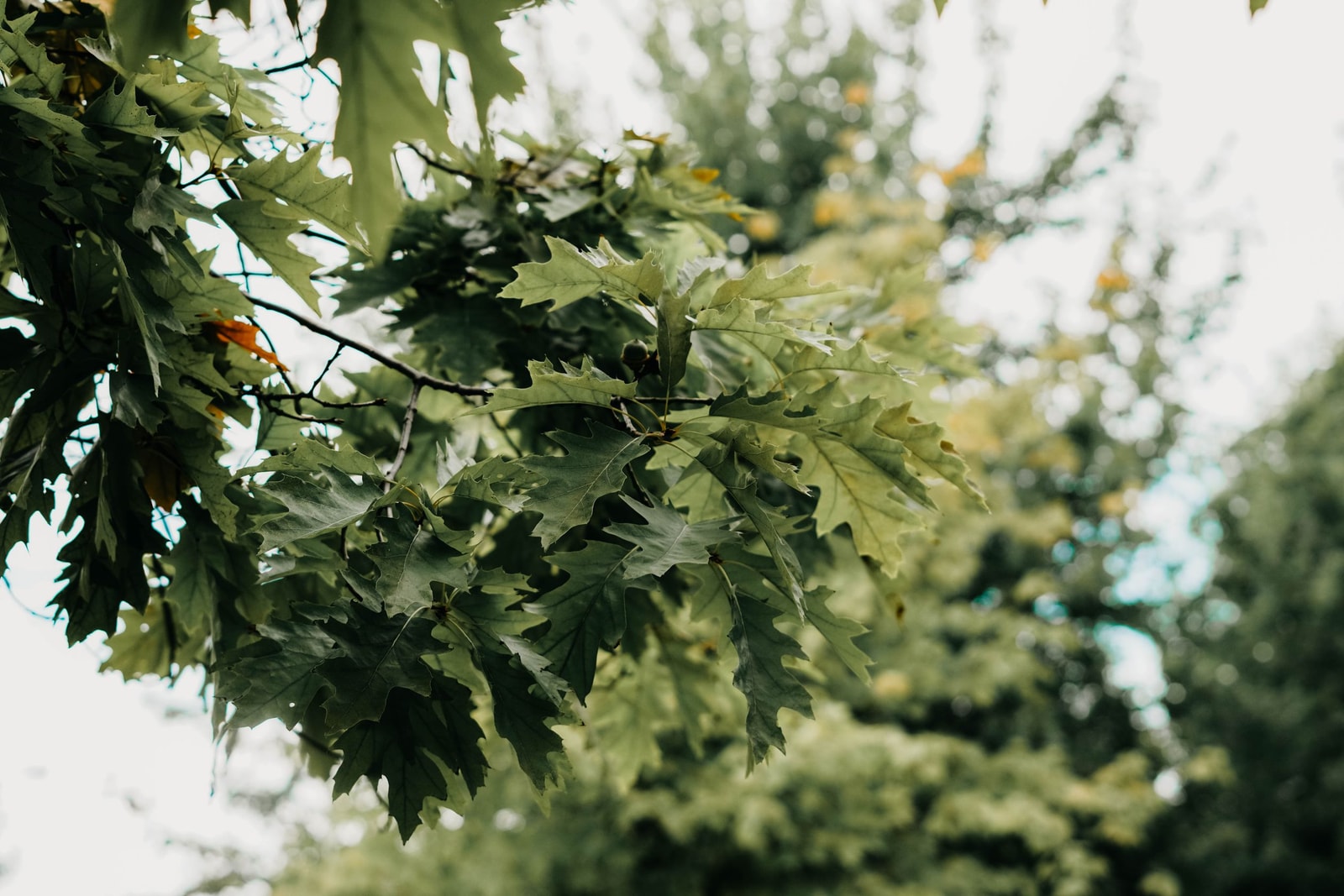 Close-up of healthy green oak leaves showing their texture
