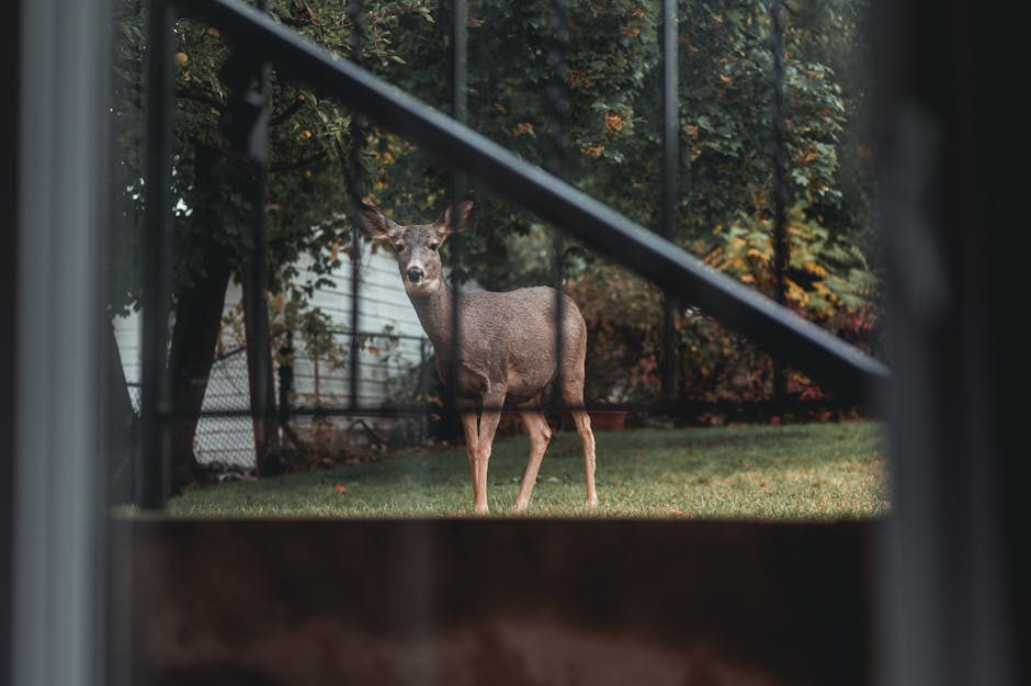 Deer browsing in an autumn garden surrounded by trees