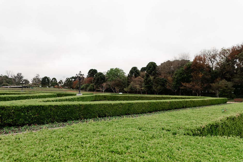 Formal boxwood hedge garden with manicured shrubs
