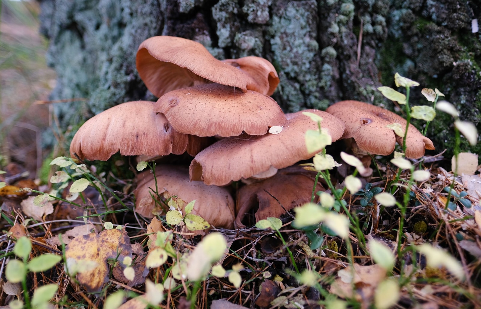 Mushrooms growing at the base of a tree trunk