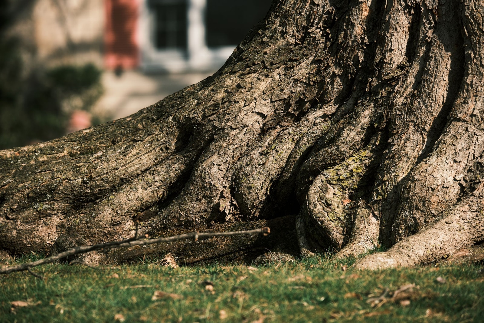 Base of a tree trunk with exposed roots in a grassy yard