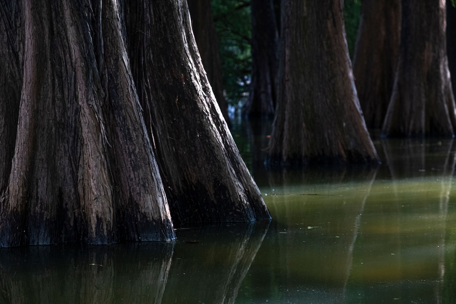 Trees growing directly in standing water in a wetland