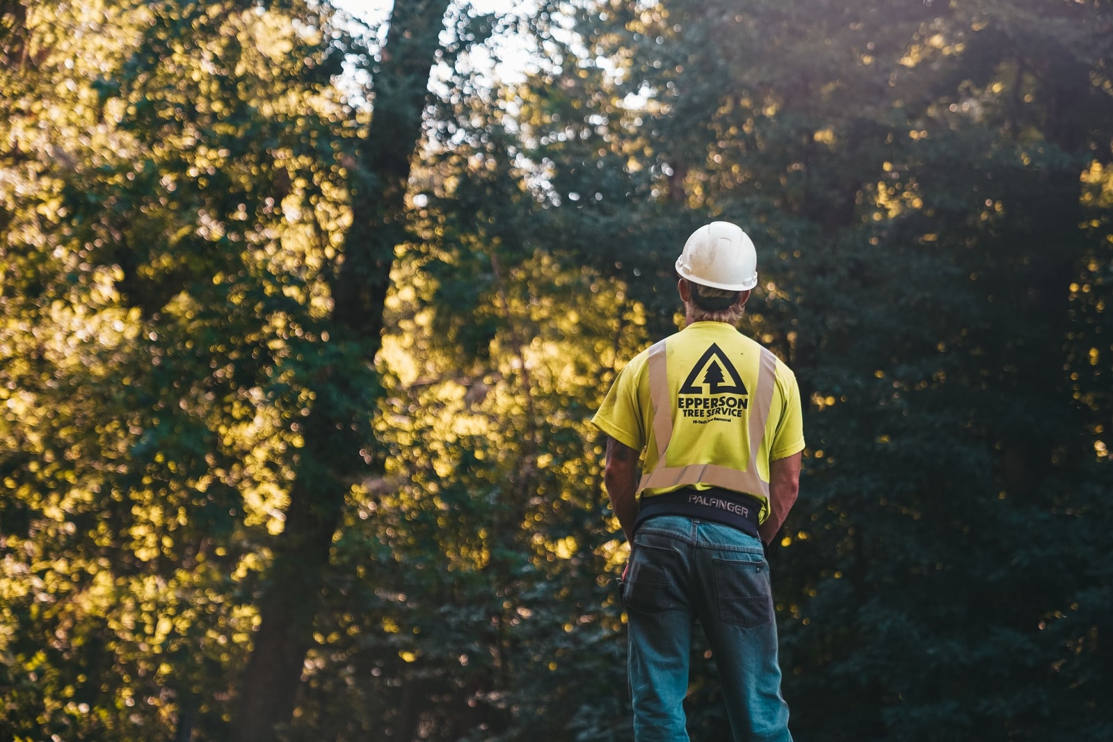 Tree service worker in a hard hat and safety vest looking up into a stand of trees