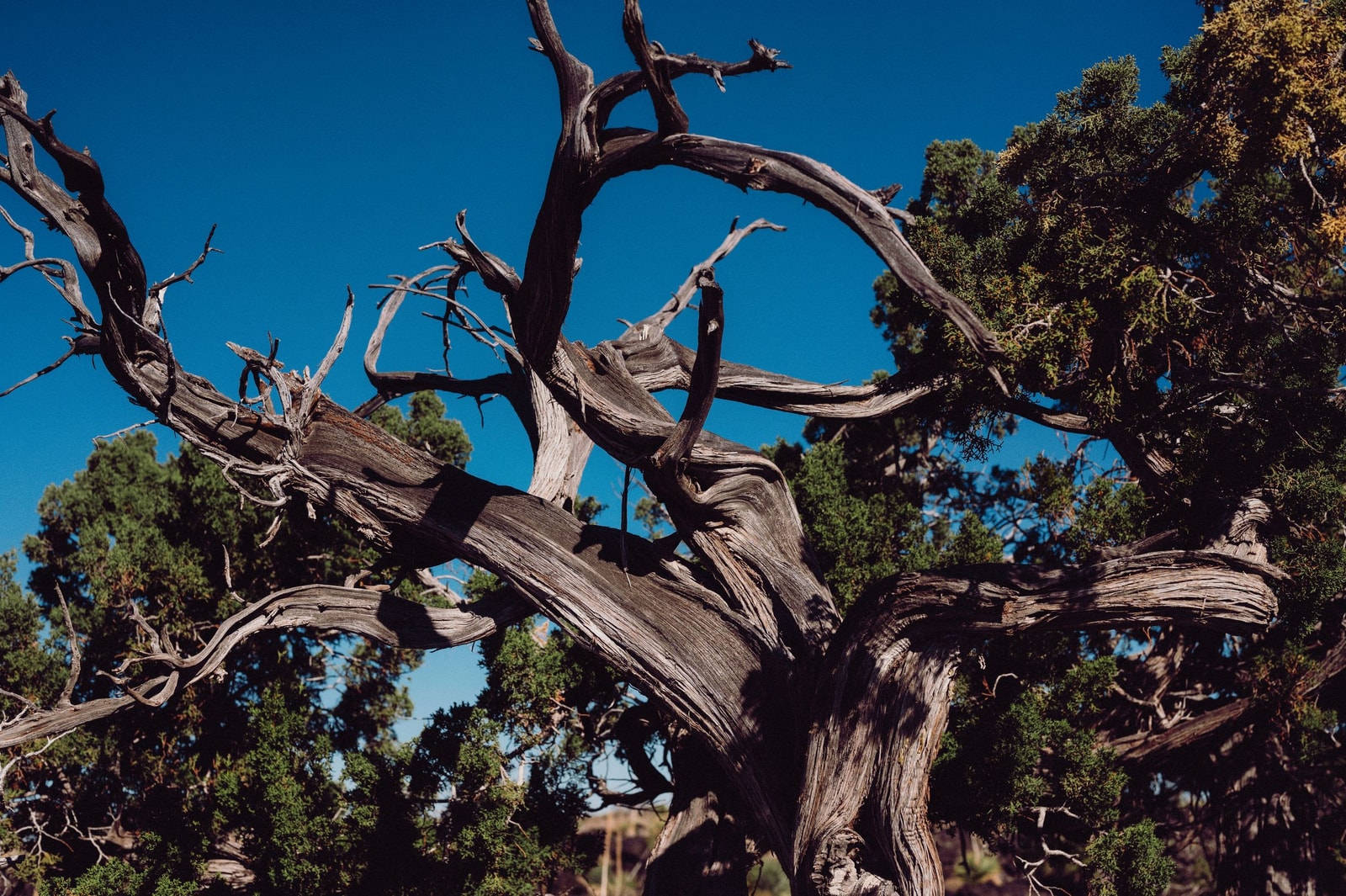 Large tree with extensive bare, weathered dead branches mixed with patches of remaining green foliage