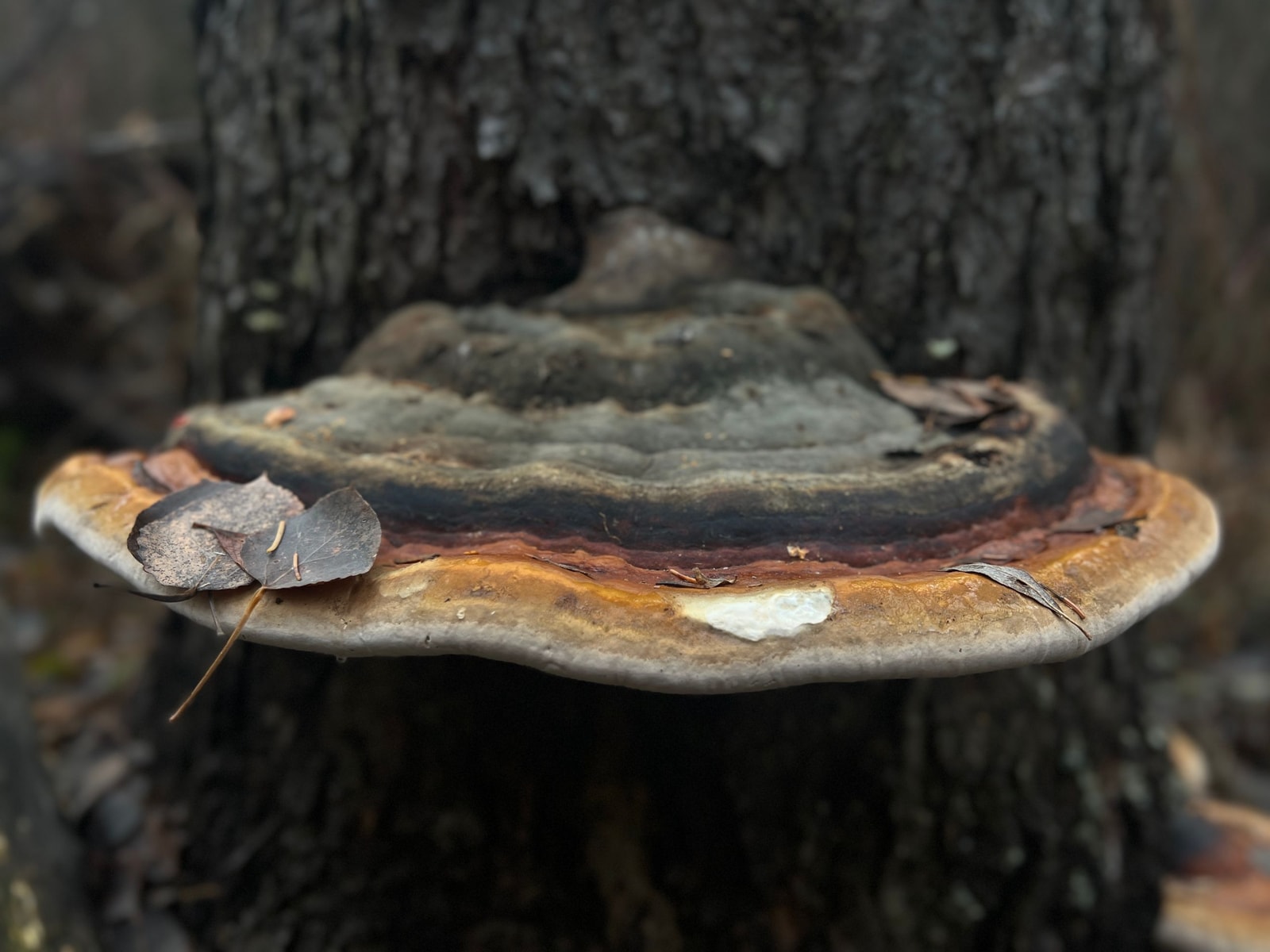 Large shelf fungus growing on the trunk of a tree