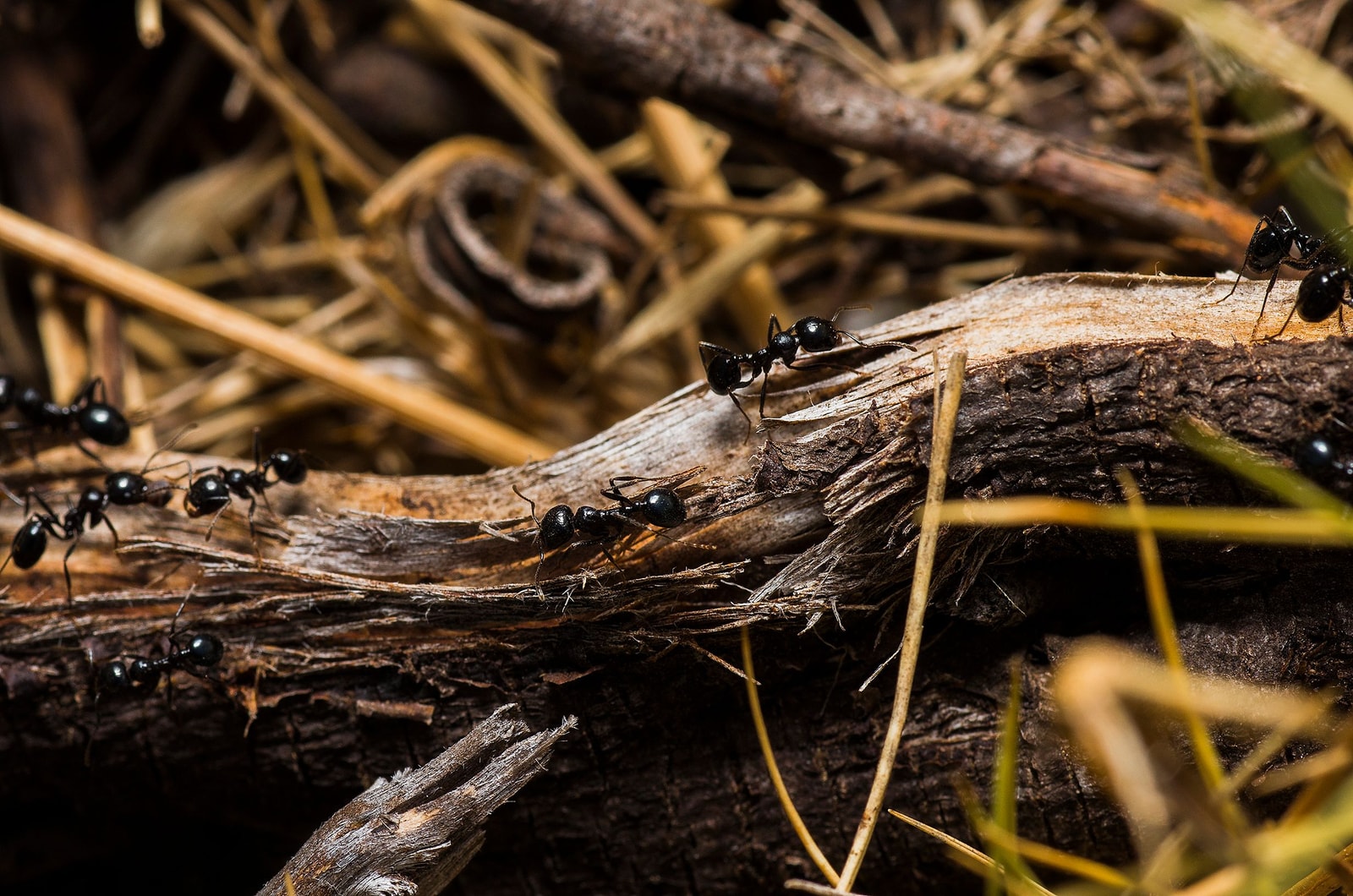 Black ants trailing over weathered wood, the kind of trail that shows up on a trunk when ants are farming honeydew above