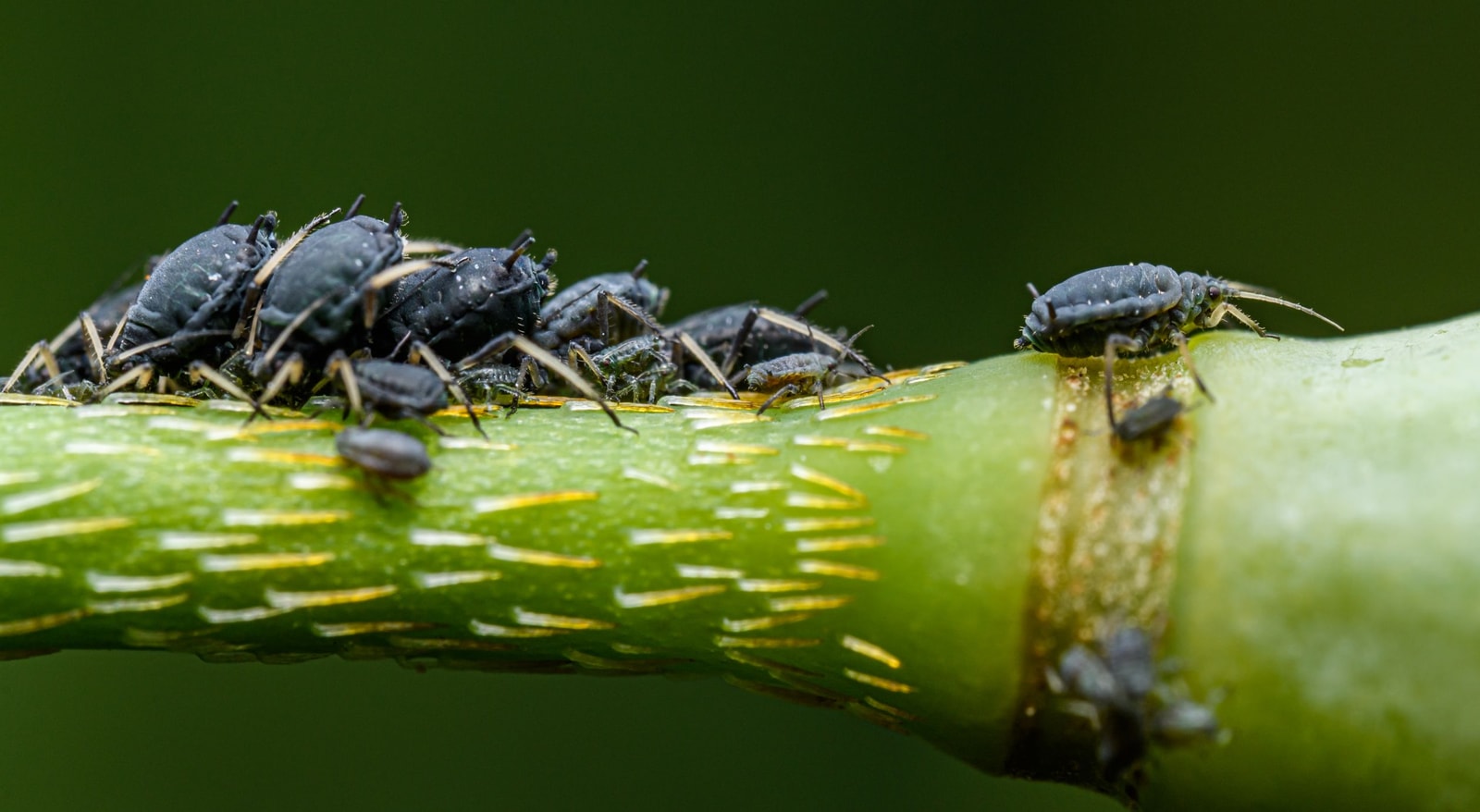 Aphids clustered on a plant stem