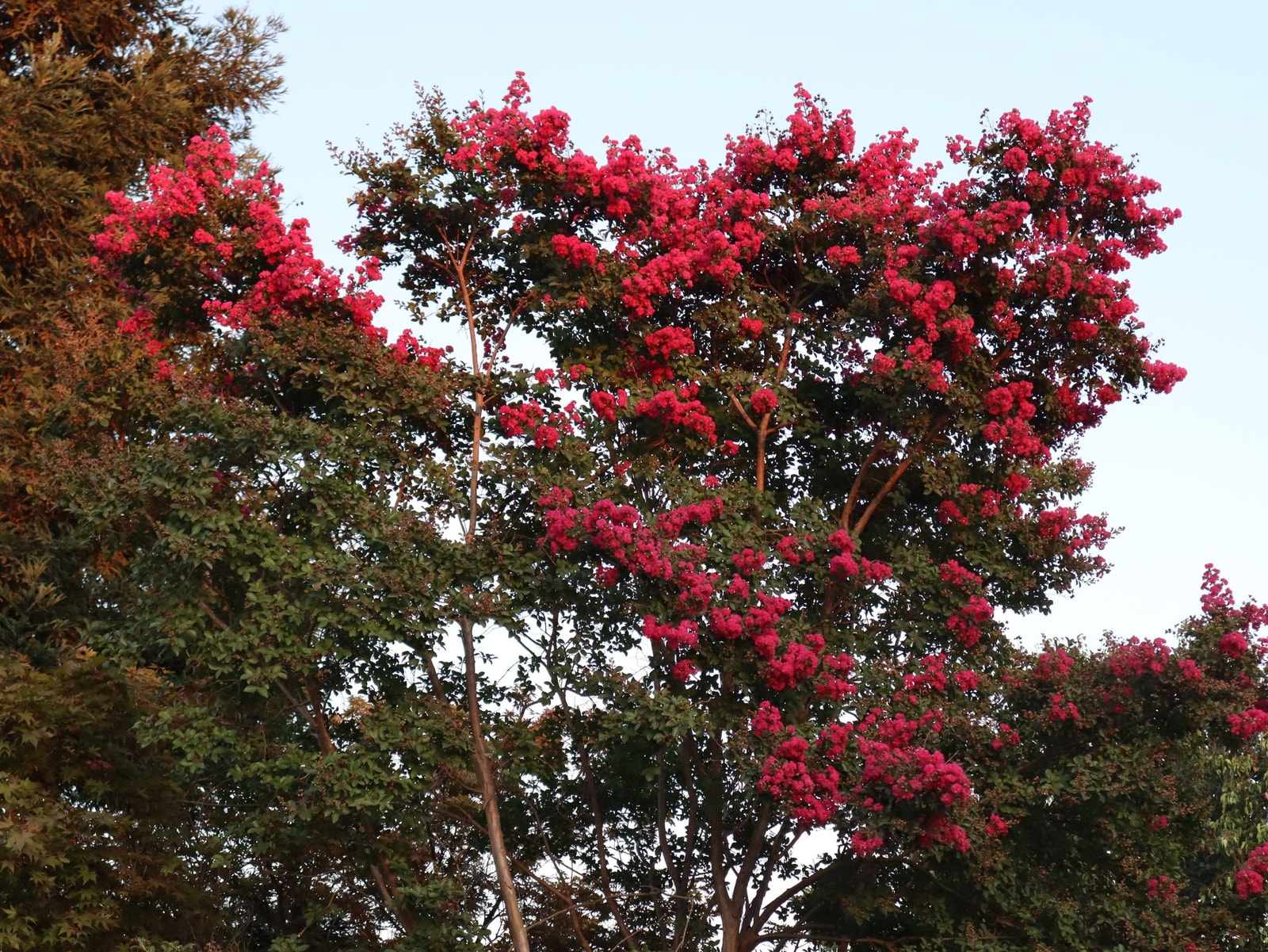 Crape myrtle tree in full bloom, a common host for the honeydew-producing insects behind sooty mold