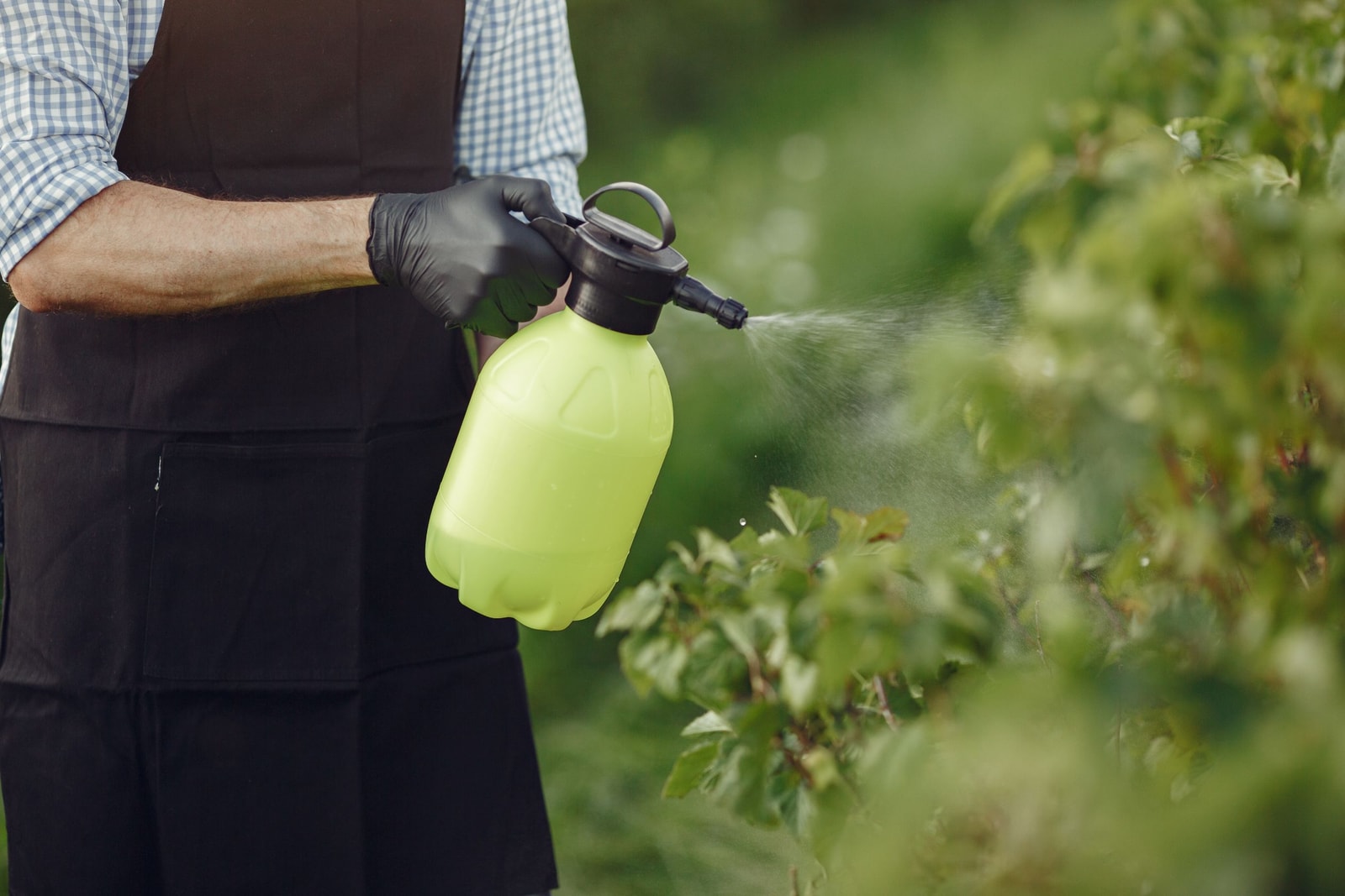 A gardener wearing gloves spraying a green shrub with a hand-pump sprayer