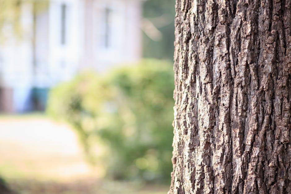Close-up of tree bark in a sunlit garden showing natural texture and patterns for spring inspection