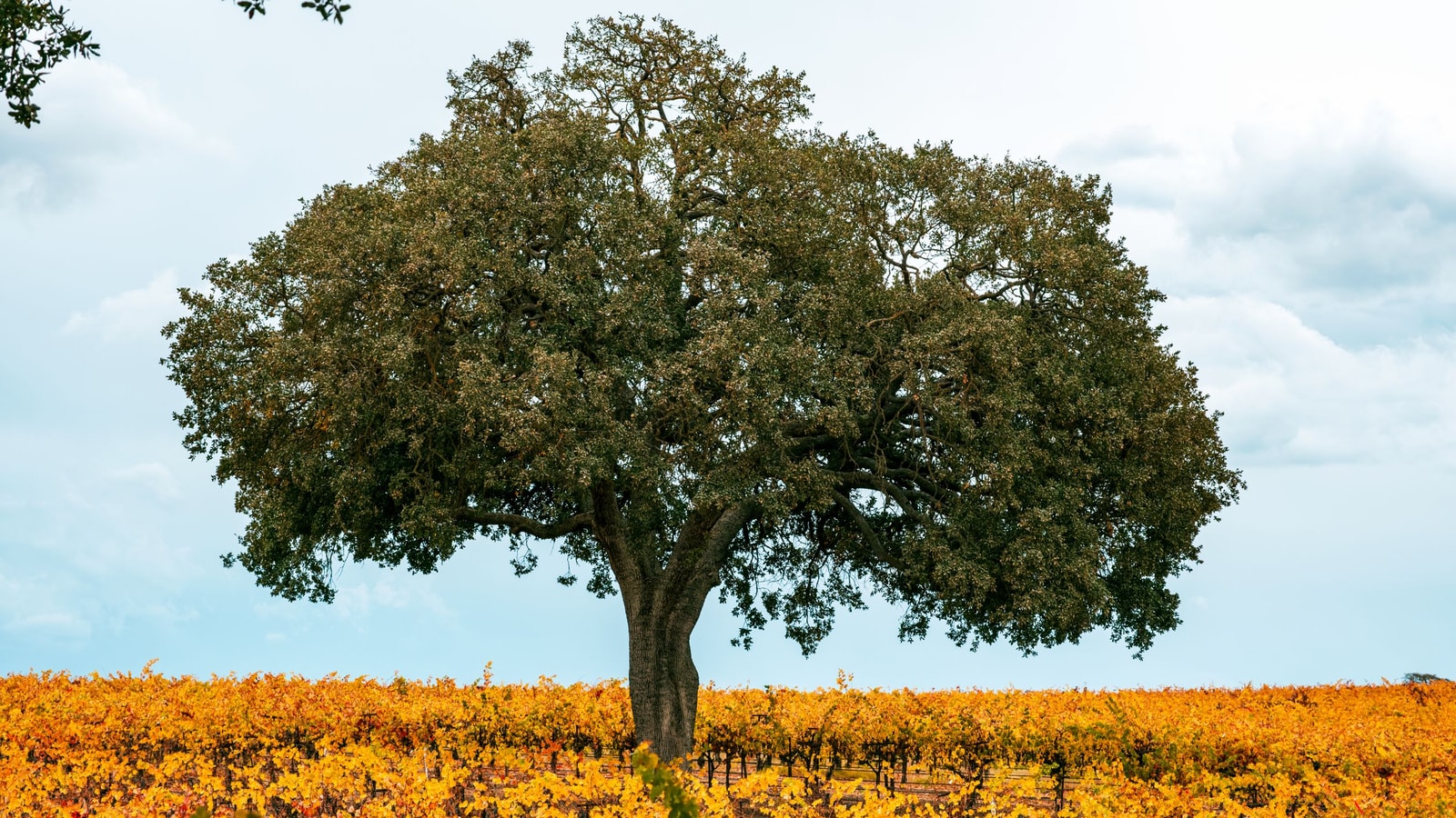A lone California oak tree standing in a golden autumn vineyard