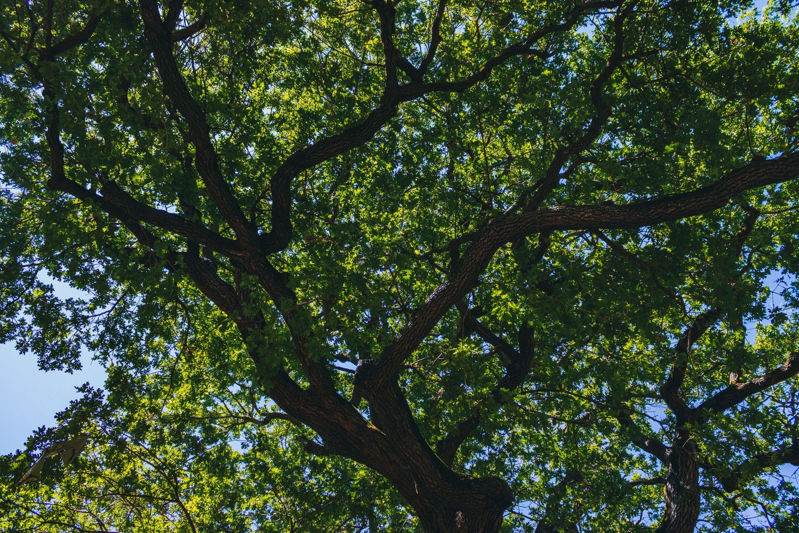 The broad green canopy of a mature oak tree