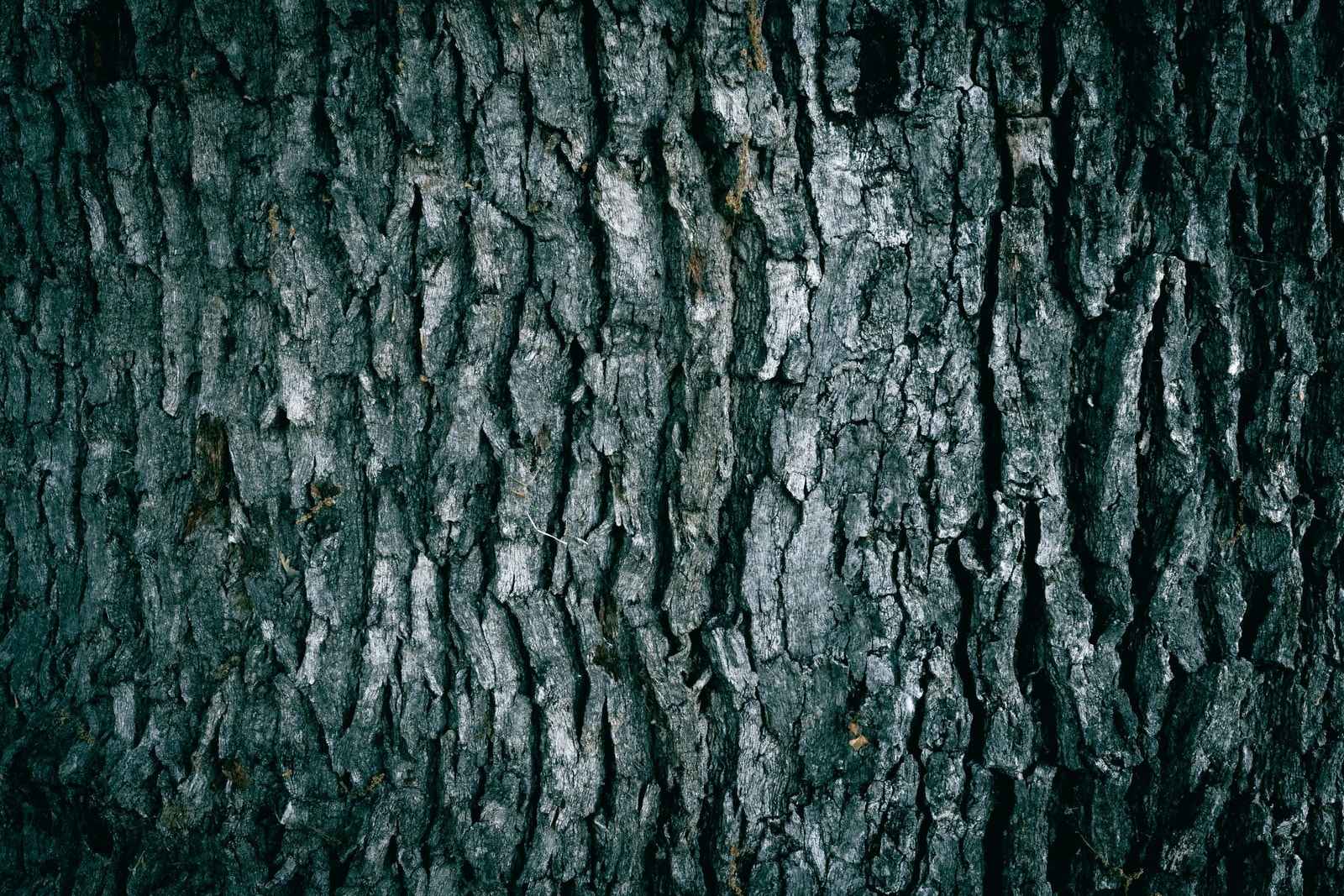 Close-up of the deeply furrowed bark on an oak trunk