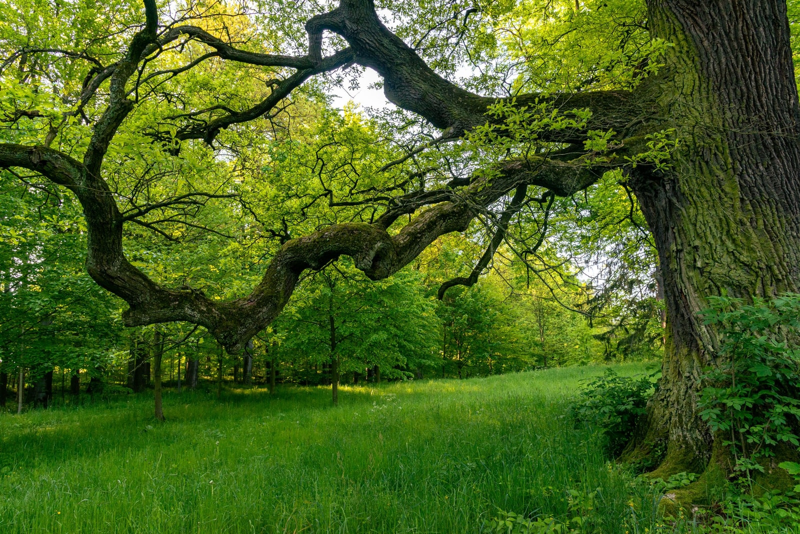 A large oak growing in a green mixed woodland
