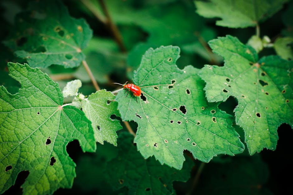 Red beetle on green leaf in outdoor garden setting